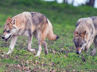 1,5 stündige Wolfstour im Naturreservat Warnow-Urstromtal 1,5 stündige Wolfstour im Naturreservat Warnow-Urstromtal