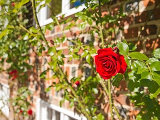 Romantik-Woche Romantik-Woche
