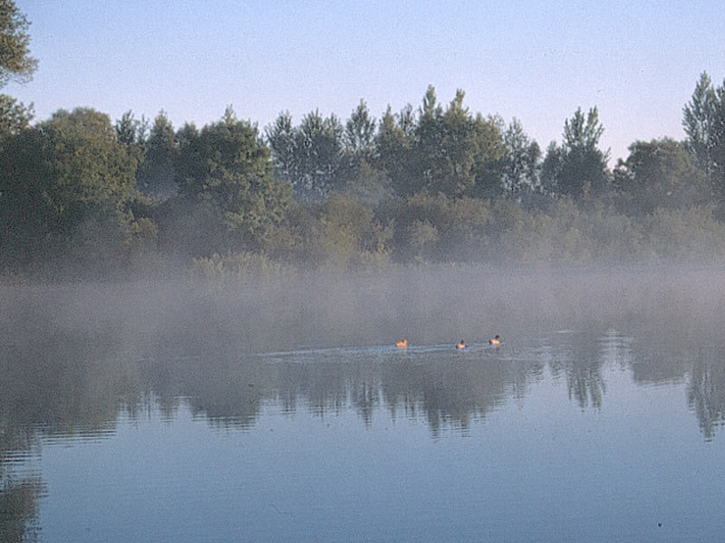 Naturschutzgebiet Binsenbrink im Teterower See Naturschutzgebiet Binsenbrink im Teterower See