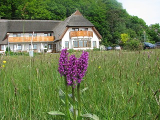 Frühling auf Rügen - Orchideenblüte... Frühling auf Rügen - Orchideenblüte...