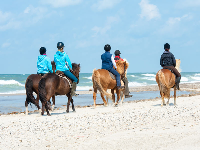 Reiten/ Strandausritte auf der Insel Sylt Reiten/ Strandausritte auf der Insel Sylt