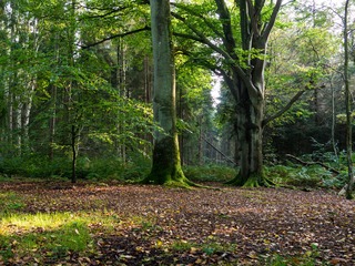 Naturschutzgebiet Ahrenshooper Holz Naturschutzgebiet Ahrenshooper Holz