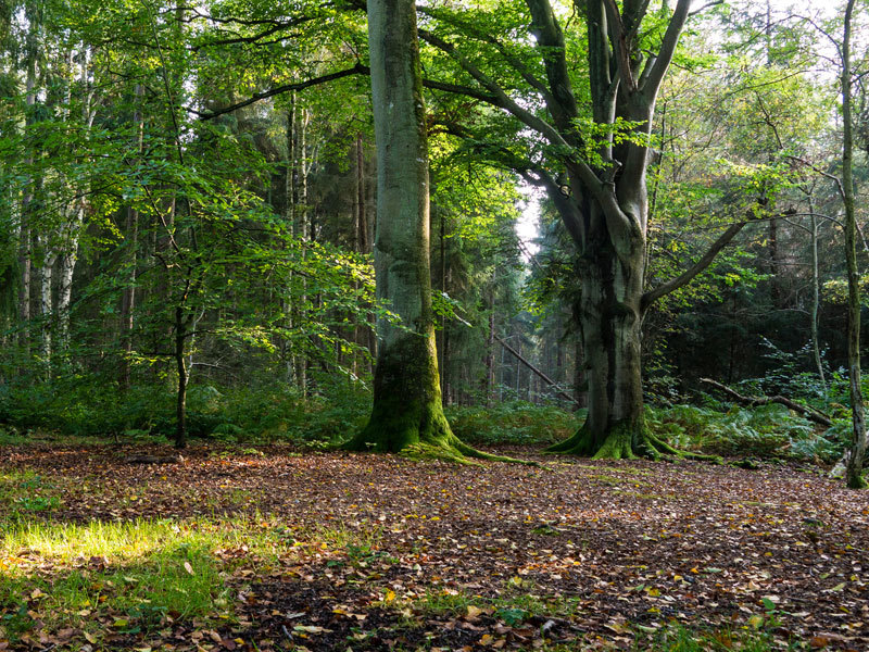 Naturschutzgebiet Ahrenshooper Holz Naturschutzgebiet Ahrenshooper Holz