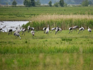 Vogelschutzinsel Kirr & Kranichparadies Vogelschutzinsel Kirr & Kranichparadies