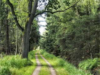 Terrainkurweg: Waldweg Terrainkurweg: Waldweg