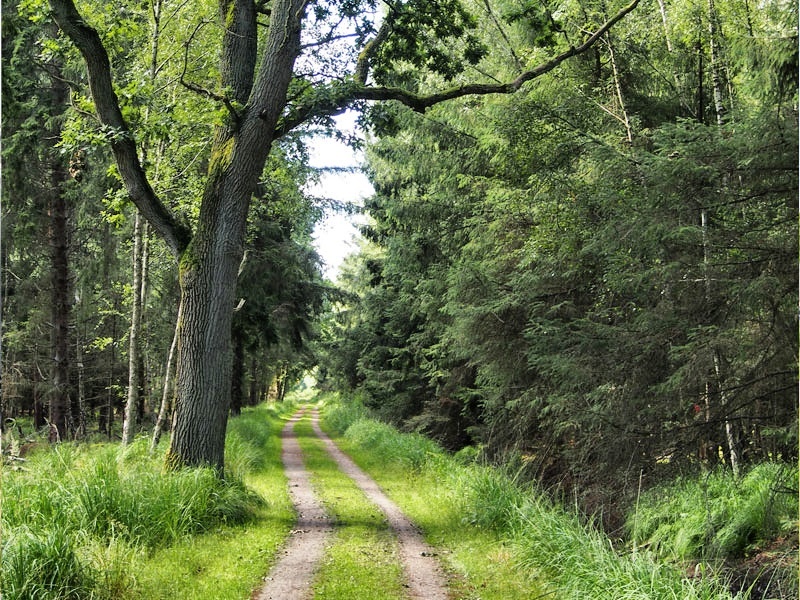 Terrainkurweg: Waldweg Terrainkurweg: Waldweg