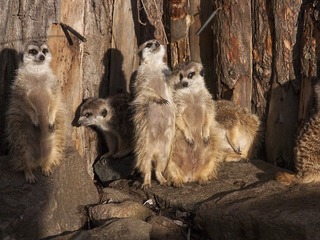 Tierpark Greifswald Tierpark Greifswald
