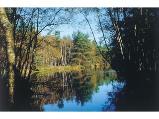 Naturschutzgebiet Ribnitzer Großes Moor Naturschutzgebiet Ribnitzer Großes Moor