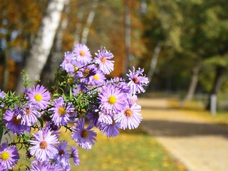 Herbstangebot Herbstangebot