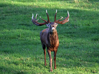 Hirschbrunft erleben Hirschbrunft erleben