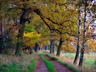 Auszeit - Die Ruhe des Waldes genießen Auszeit - Die Ruhe des Waldes genießen