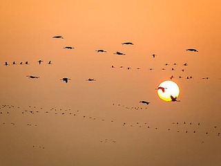 Kranichzauber und Hirschbrunft im Herbst Kranichzauber und Hirschbrunft im Herbst