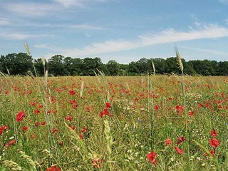 Sommerliche Verwöhntage Sommerliche Verwöhntage