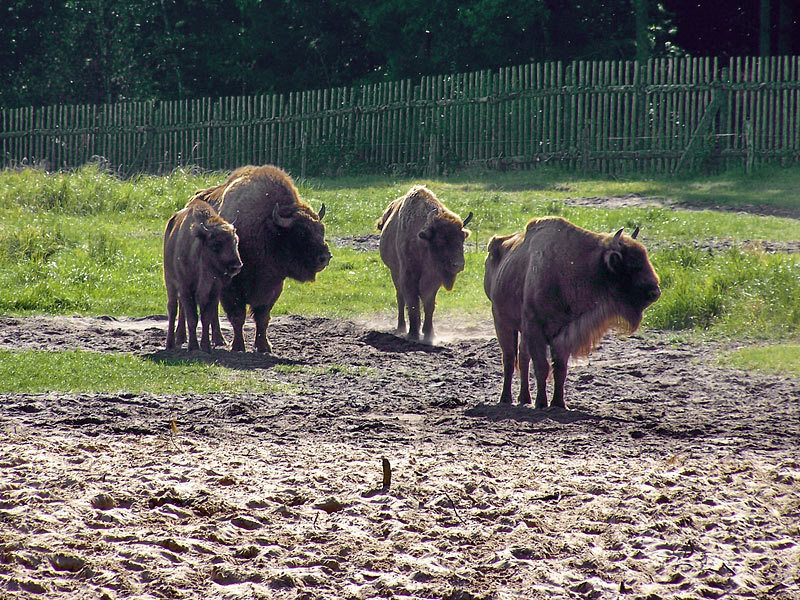 Wisentreservat Damerower Werder Wisentreservat Damerower Werder