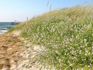 Strandgeflüster Strandgeflüster