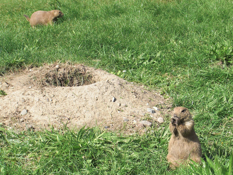 Tierpark Wismar Tierpark Wismar