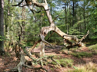 Darßer Urwald Darßer Urwald