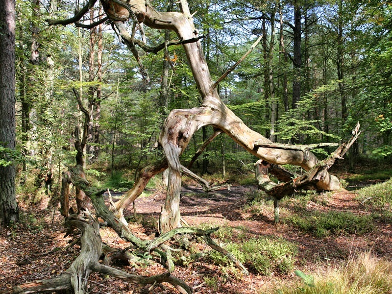 Darßer Urwald Darßer Urwald