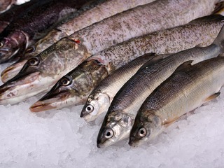 Rostocker Fischmarkt Rostocker Fischmarkt