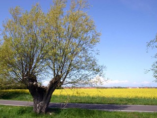 Himmelfahrtsarrangement Himmelfahrtsarrangement