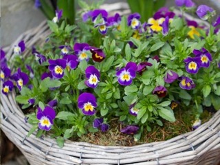 Ostern Ostern