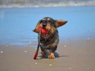 Hundestrand Lubmin | © pixabay.com Hundestrand Lubmin