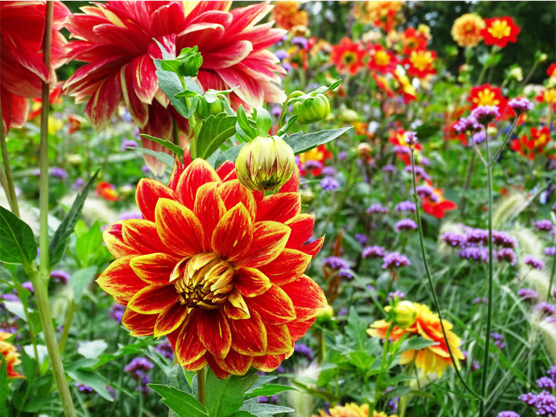 Dahlienfest im Kurpark Bad Sülze Dahlienfest im Kurpark Bad Sülze