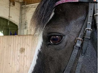 Reitunterricht für Anfänger und Fortgeschrittene Reitunterricht für Anfänger und Fortgeschrittene