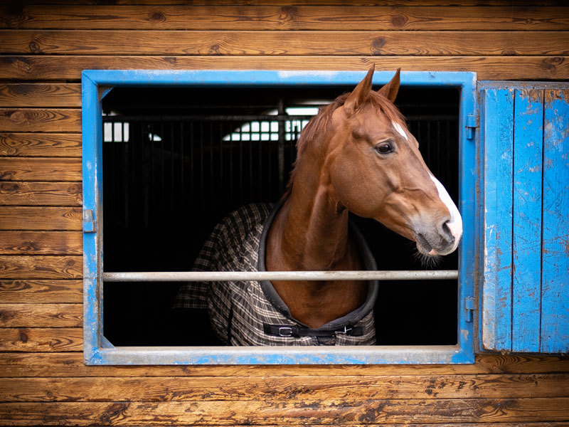 Reitsport am Hotel Alter Landsitz Reitsport am Hotel Alter Landsitz