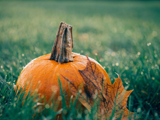 Halloween Arrangement | © pixabay Halloween Arrangement