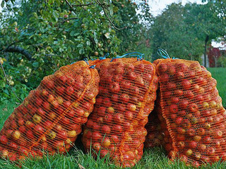 Goldener Herbst Goldener Herbst