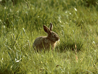Bunte Ostervielfalt an der Müritz Bunte Ostervielfalt an der Müritz
