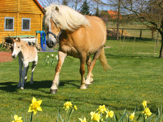Osterangebot des Kur- und Landhotel Borstel-Treff Osterangebot des Kur- und Landhotel Borstel-Treff